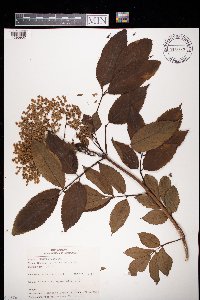 Sambucus nigra image