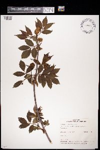 Sambucus racemosa image
