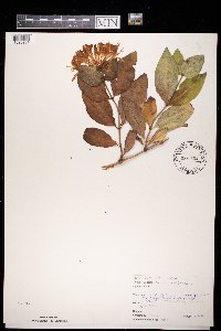 Lonicera periclymenum image
