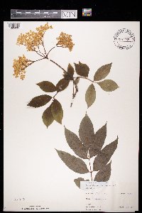 Sambucus nigra image