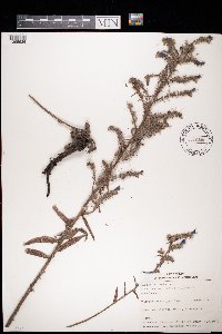 Echium vulgare image