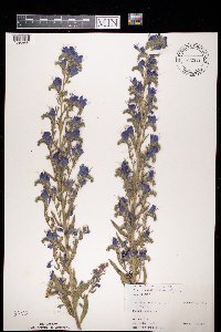 Echium vulgare image