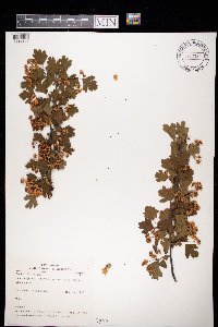 Crataegus monogyna image