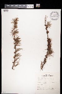 Larix decidua image