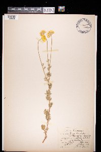 Cota tinctoria image