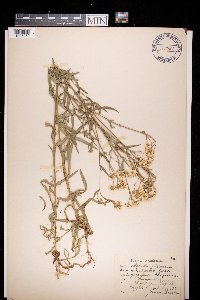 Achillea ptarmica image