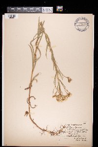 Achillea ptarmica image