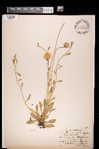 Hieracium pilosella image