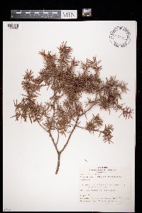 Media resource of Juniperus oxycedrus