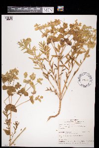 Euphorbia serrata image