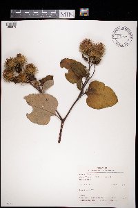 Arctium lappa image