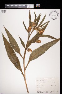 Symphytum officinale image