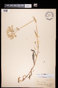 Silene vulgaris image