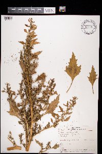 Chenopodium rubrum image