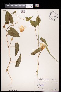 Calystegia sepium image