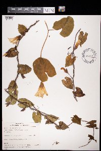 Calystegia sepium image