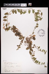 Convolvulus arvensis image