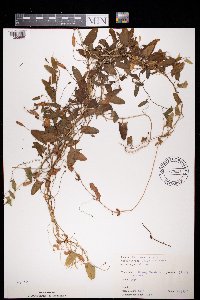 thumbnail image of current specimen