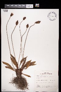 Plantago lanceolata image