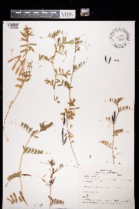 Media resource of Vicia sativa