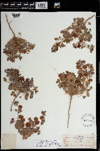 Eriogonum abertianum image