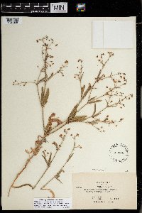 Eriogonum maculatum image