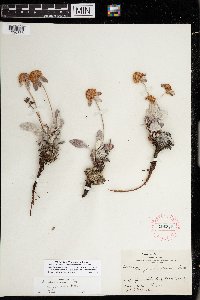 thumbnail image of current specimen