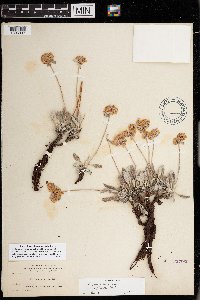 thumbnail image of current specimen