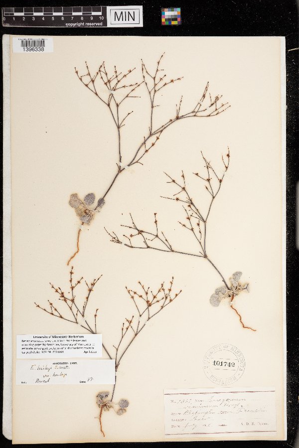 Eriogonum baileyi var. baileyi image
