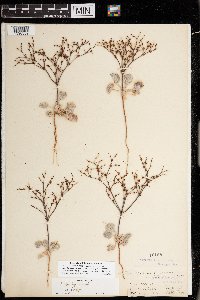 Eriogonum baileyi var. baileyi image