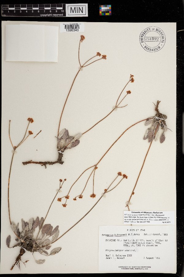 Eriogonum batemanii image