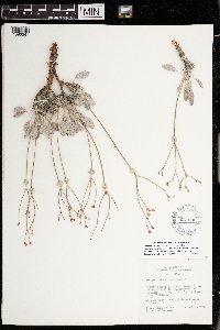 Eriogonum batemanii image