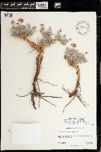 Eriogonum bicolor image