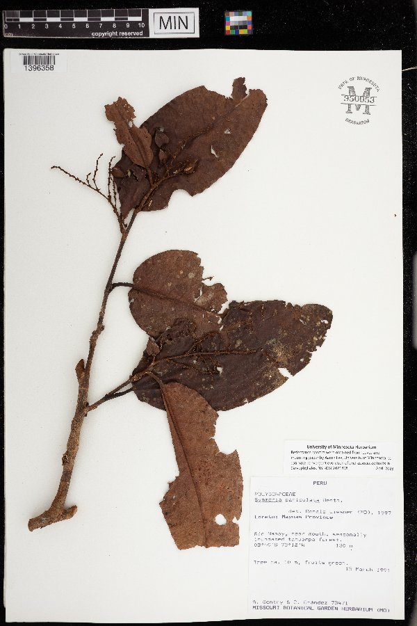 Symmeria paniculata image