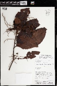 Symmeria paniculata image