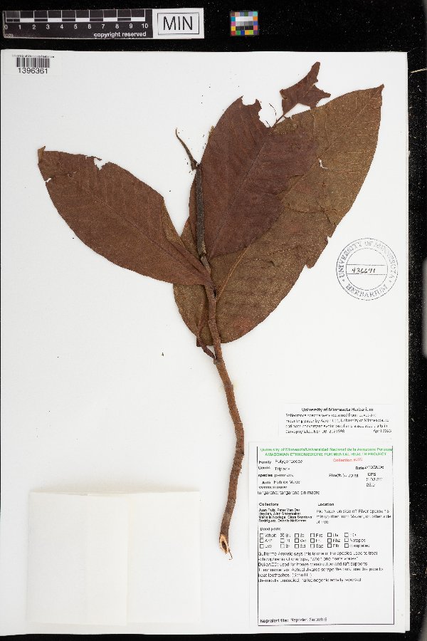 Triplaris peruviana image