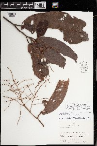 Symmeria paniculata image