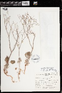 thumbnail image of current specimen