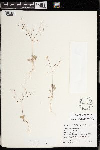Eriogonum cernuum image
