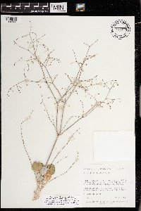 Eriogonum cernuum image