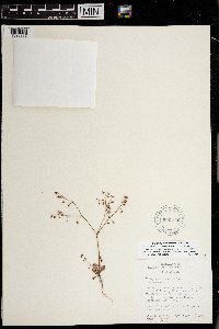 thumbnail image of current specimen