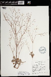 Eriogonum cernuum image