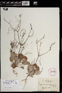 Eriogonum cernuum image