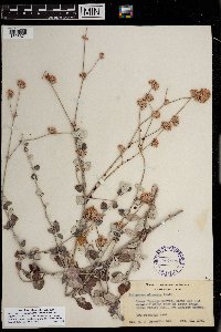 thumbnail image of current specimen