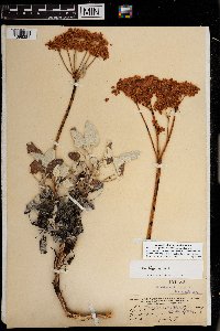 thumbnail image of current specimen