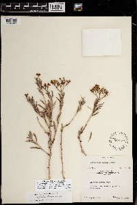 Eriogonum corymbosum image
