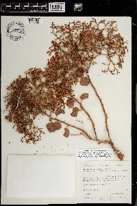 Eriogonum corymbosum image