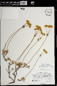 thumbnail image of current specimen