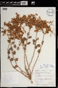 Eriogonum corymbosum image