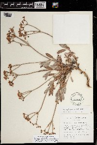 Eriogonum corymbosum image